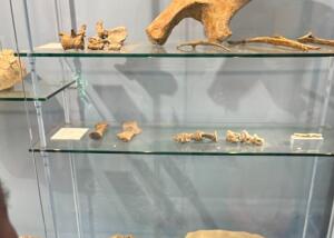 Dinosaurier im Kindergarten und im Museum entdecken